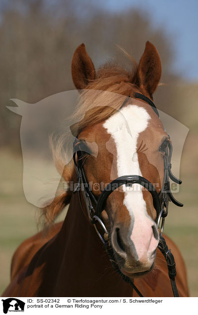 portrait of a German Riding Pony / SS-02342