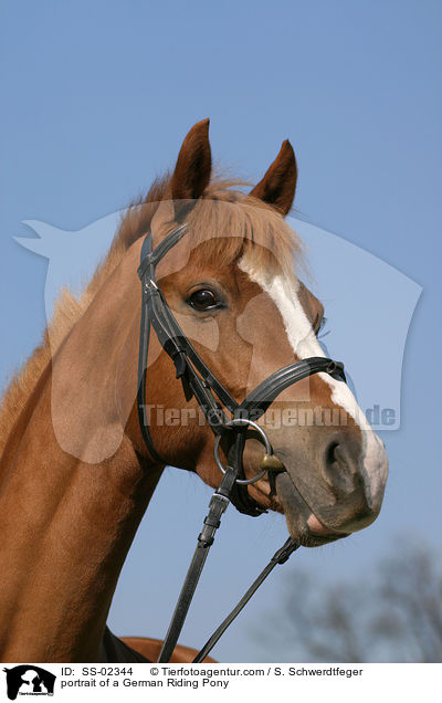 Deutsches Reitpony Portrait / portrait of a pony / SS-02344