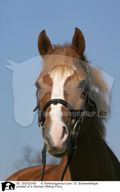 portrait of a German Riding Pony / SS-02345
