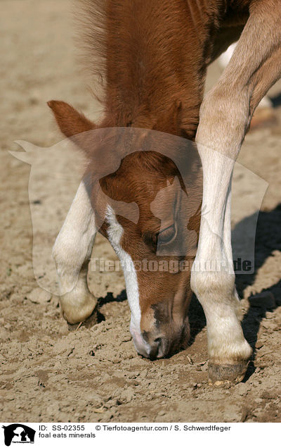 foal eats minerals / SS-02355
