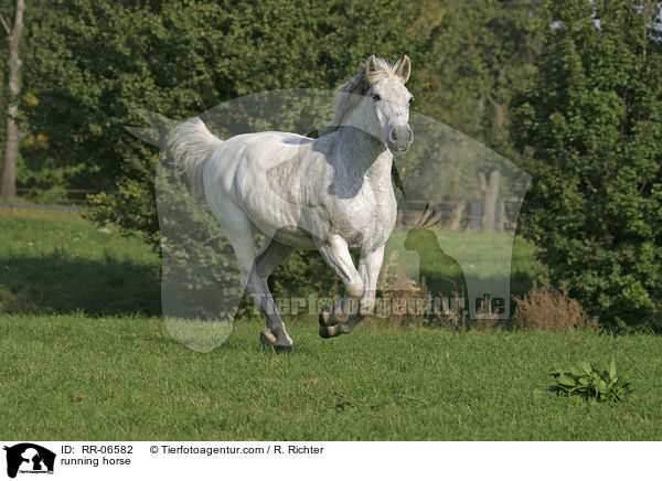 rennendes Reitpony / running horse / RR-06582