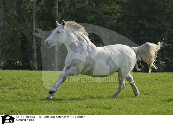 rennendes Reitpony / running horse / RR-06583