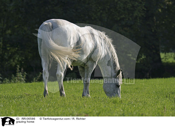 grasendes Reitpony / grazing horse / RR-06586