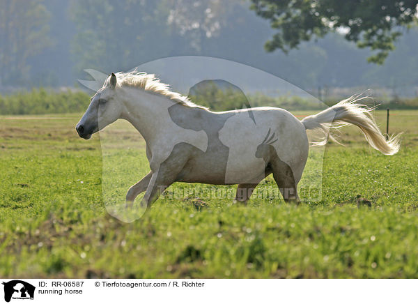 running horse / RR-06587