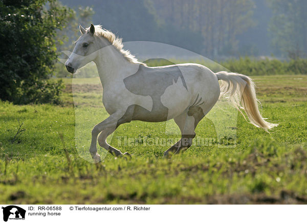 rennendes Reitpony / running horse / RR-06588