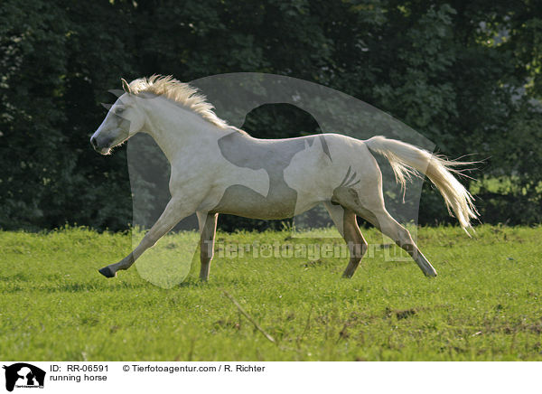 rennendes Reitpony / running horse / RR-06591
