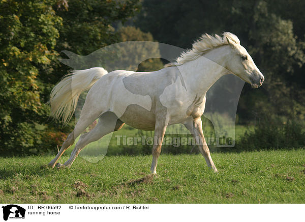 rennendes Reitpony / running horse / RR-06592