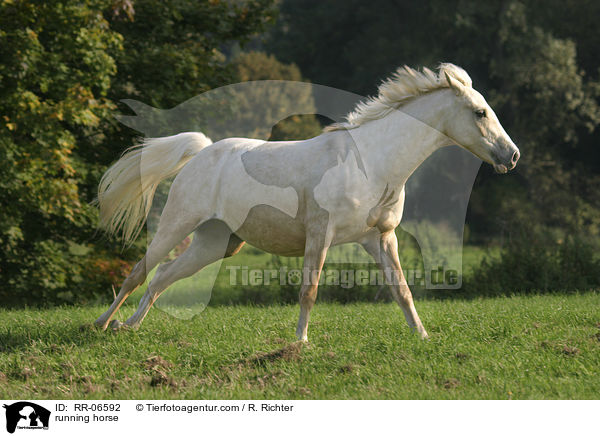 running horse / RR-06592