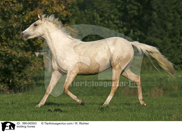 trabendes Reitpony / trotting horse / RR-06593
