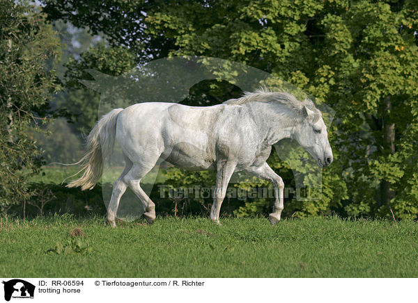 trabendes Reitpony / trotting horse / RR-06594
