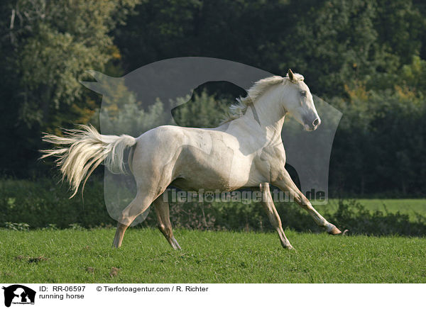 rennendes Reitpony / running horse / RR-06597