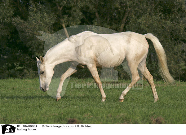trotting horse / RR-06604