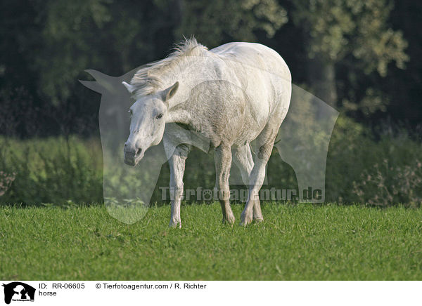 Deutsches Reitpony / horse / RR-06605