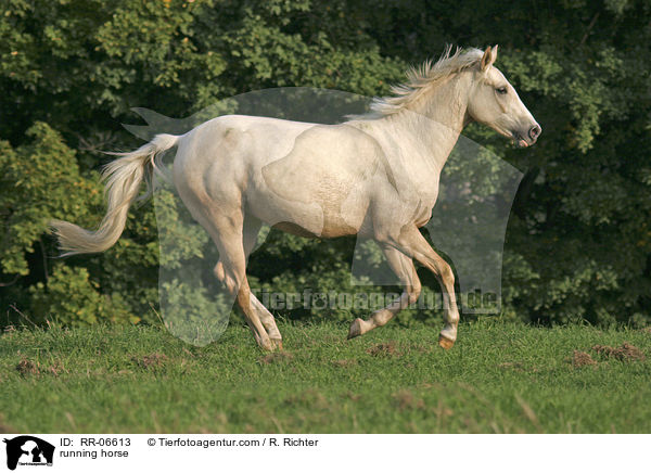rennendes Reitpony / running horse / RR-06613