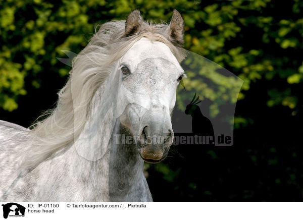 Deutsches Reitpony Portrait / horse head / IP-01150