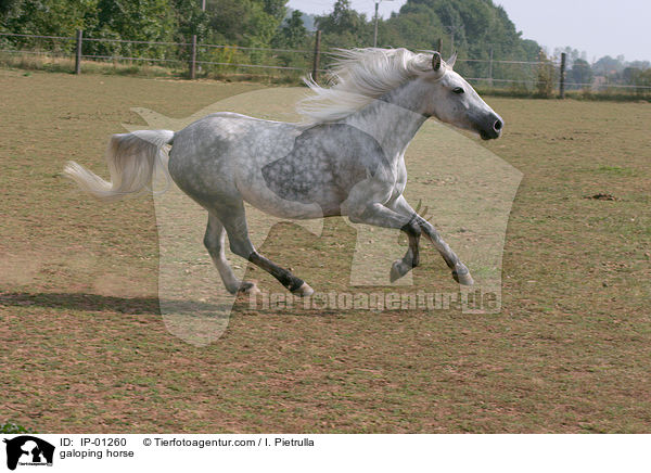 galoping horse / IP-01260
