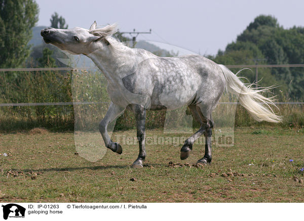 galoping horse / IP-01263