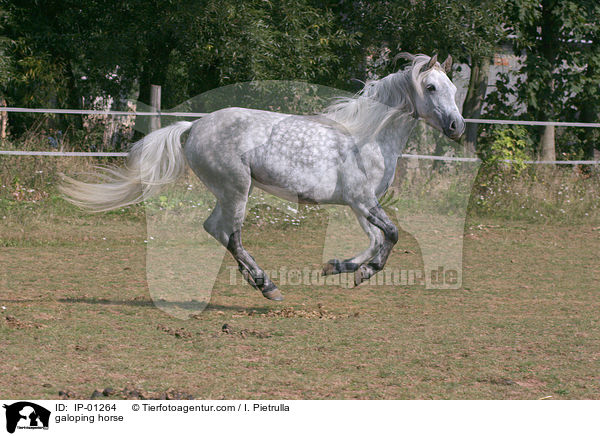galoping horse / IP-01264