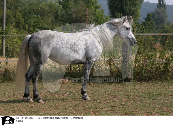 Deutsches Reitpony / horse / IP-01267