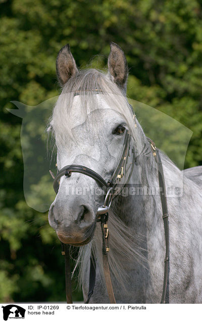 Deutsches Reitpony Portrait / horse head / IP-01269