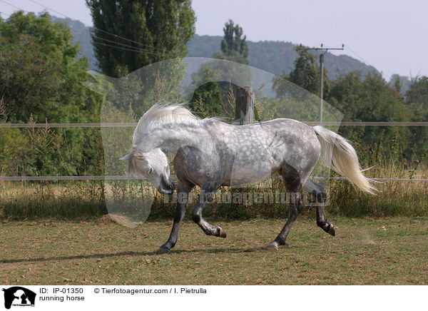 trabendes Pferd / running horse / IP-01350