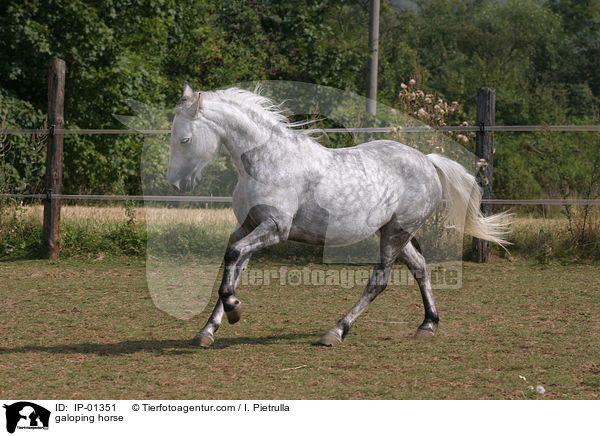 galoppierendes Reitpony / galoping horse / IP-01351