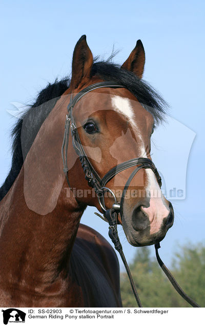 Deutscher Reitpony Hengst Portrait / Pony stallion Portrait / SS-02903