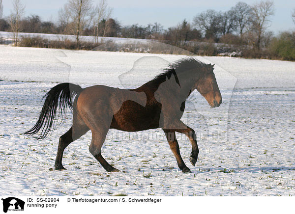 Pony im Galopp / running pony / SS-02904