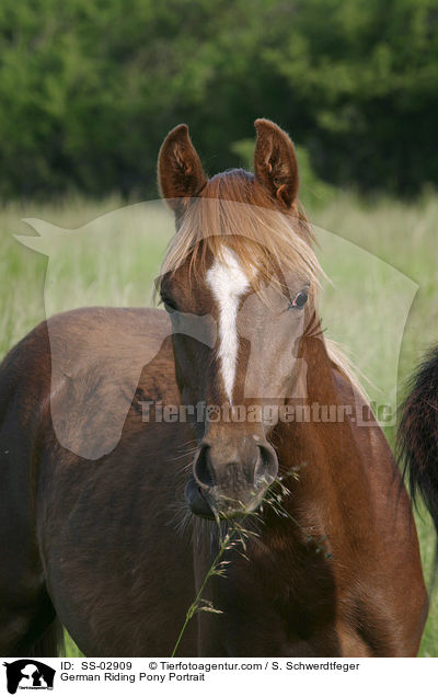 Deutsches Reitpony Portrait / Pony Portrait / SS-02909
