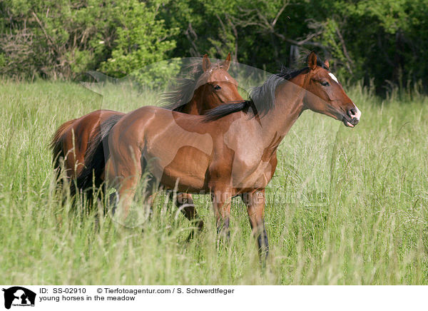 Jungpferde auf der Weide / young horses in the meadow / SS-02910