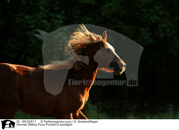 Deutsches Reitpony Portrait / Pony Portrait / SS-02911