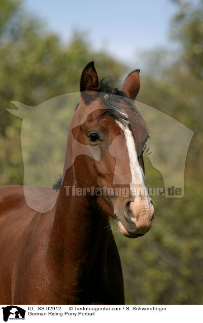 Deutsches Reitpony Portrait / Pony Portrait / SS-02912