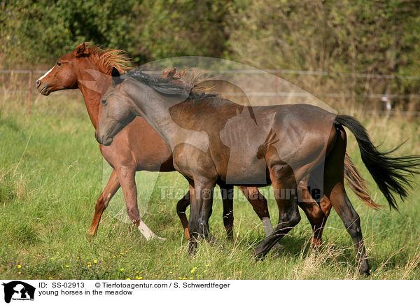 Jungpferde auf der Weide / young horses in the meadow / SS-02913