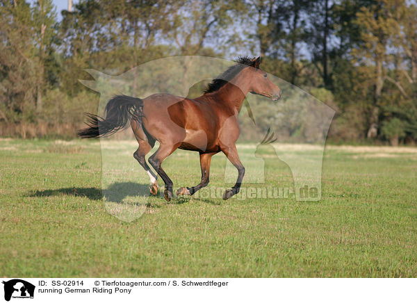 running German Riding Pony / SS-02914
