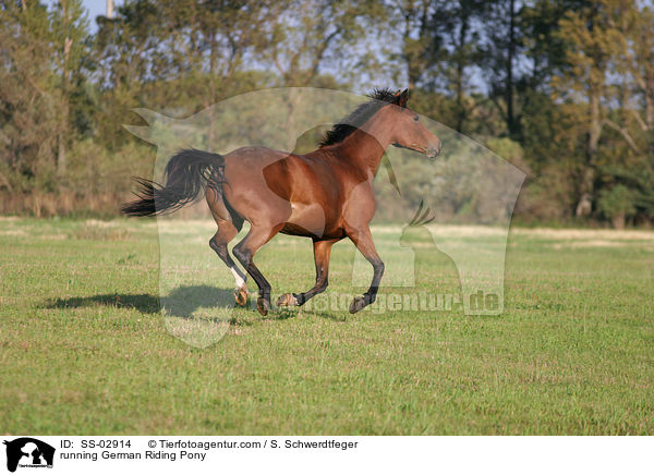 Deutsches Reitpony im Galopp / running pony / SS-02914