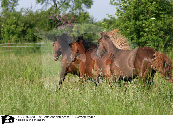 Pferde auf der Weide / horses in the meadow / SS-03130