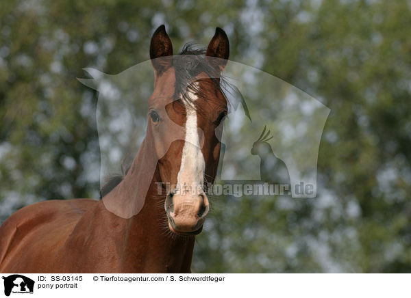 Pferdeportrait / pony portrait / SS-03145