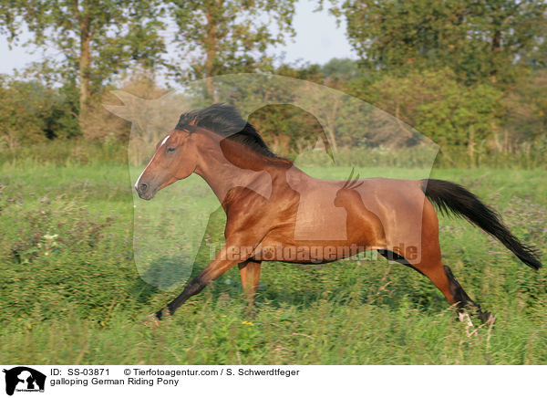 galoppierendes Deutsches Reitpony / galloping pony / SS-03871