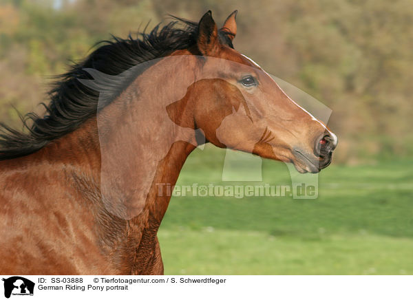 German Riding Pony portrait / SS-03888