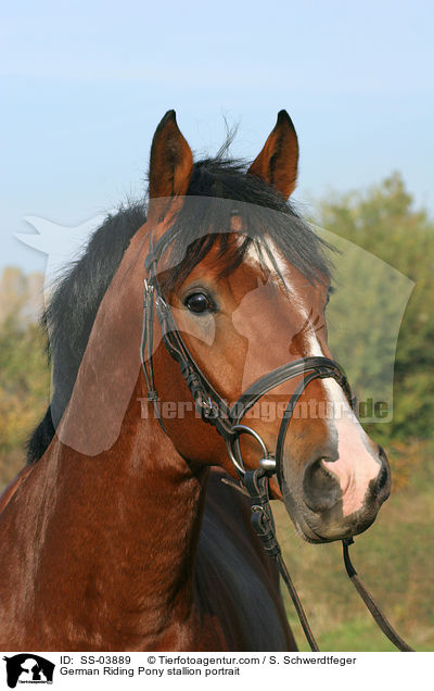Deutscher Reitpony Hengst im Portrait / pony stallion portrait / SS-03889