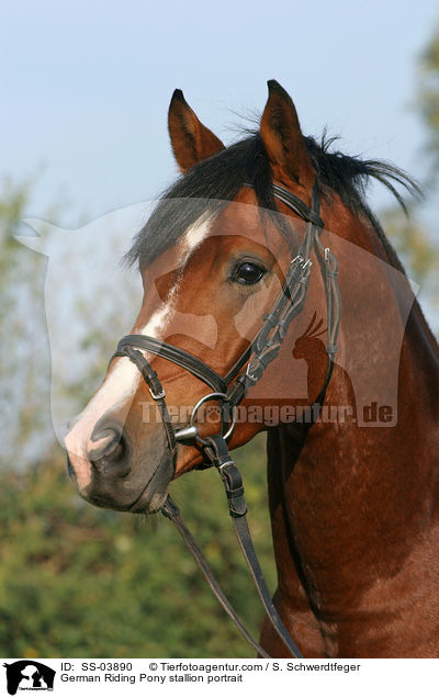 Deutscher Reitpony Hengst im Portrait / pony stallion portrait / SS-03890