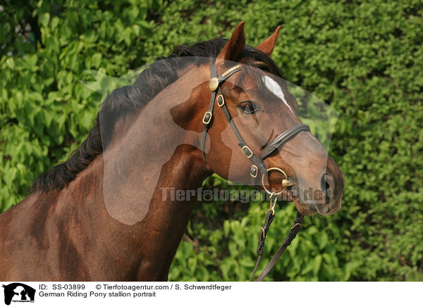 Deutscher Reitpony Hengst im Portrait / pony stallion portrait / SS-03899