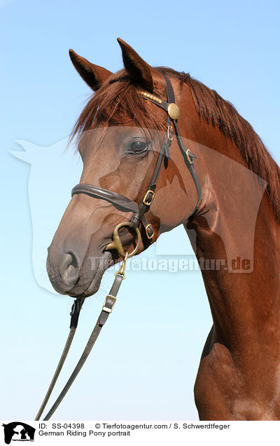 Deutsches Reitpony Portrait / pony portrait / SS-04398