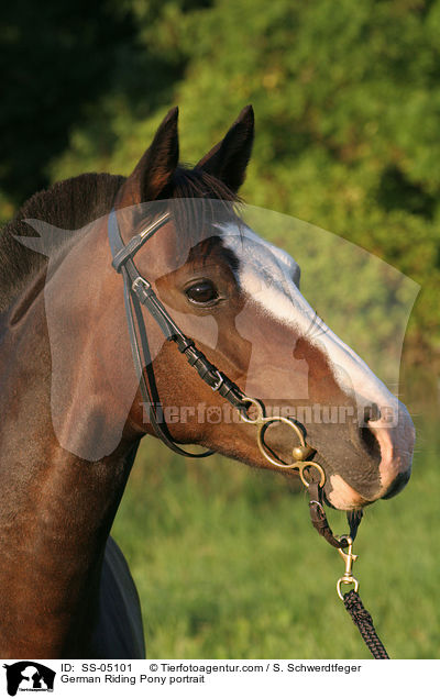 Deutsches Reitpony im Portrait / horse portrait / SS-05101