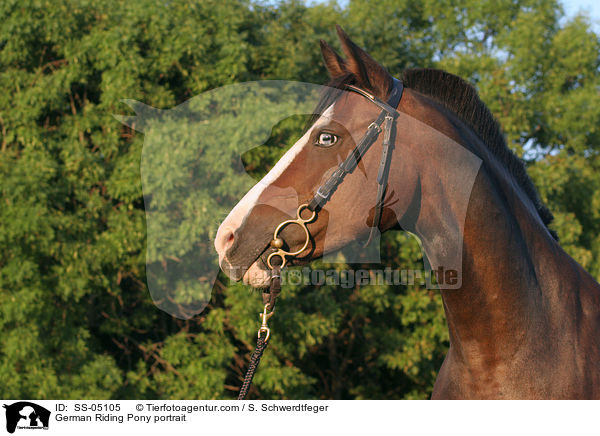 Deutsches Reitpony im Portrait / horse portrait / SS-05105