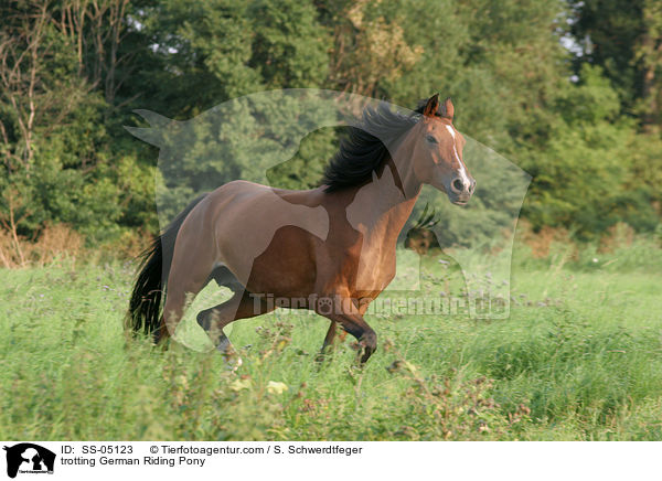 trotting German Riding Pony / SS-05123
