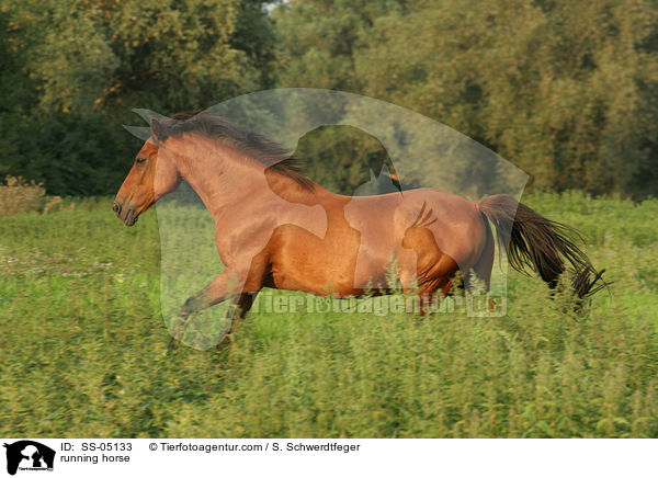 galoppierendes Pferd / running horse / SS-05133
