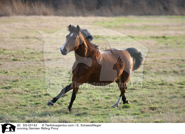 galoppierendes Deutsches Reitpony / running pony / SS-05142