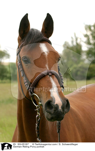 Deutsches Reitpony Portrait / Pony portrait / SS-05167