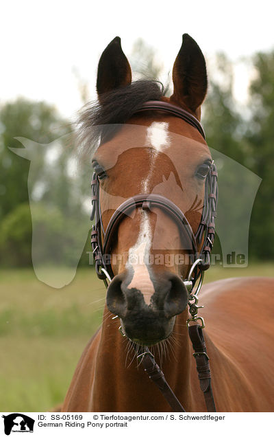 Deutsches Reitpony Portrait / Pony portrait / SS-05169